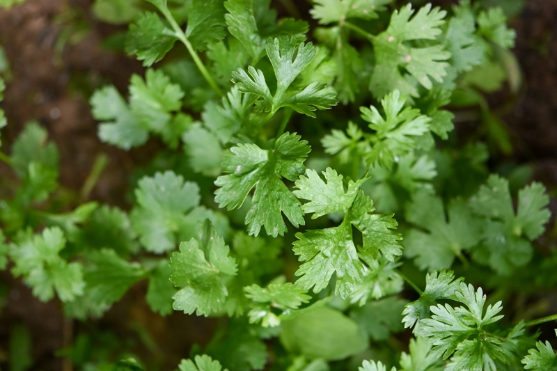 Parsley