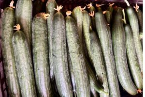 Cucumbers